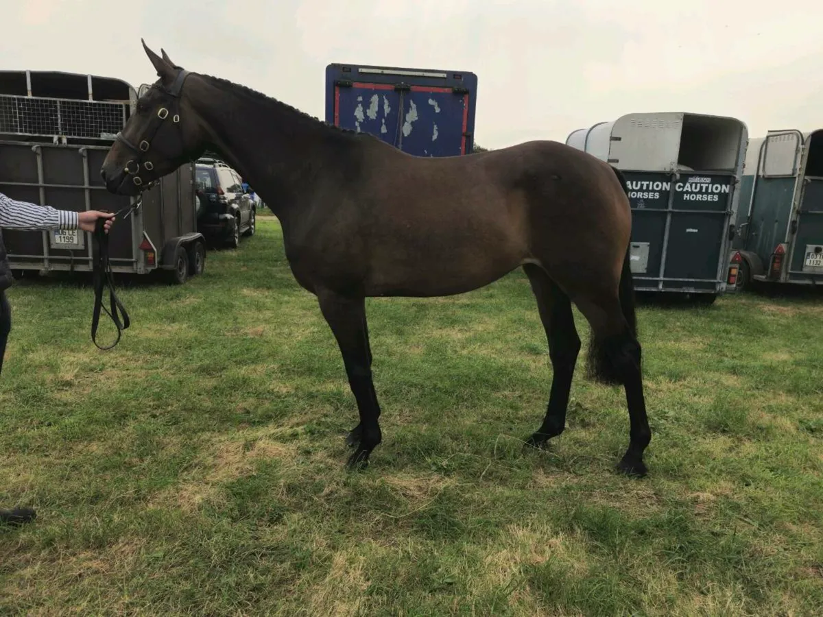 Smart 3 yr old filly - Image 1