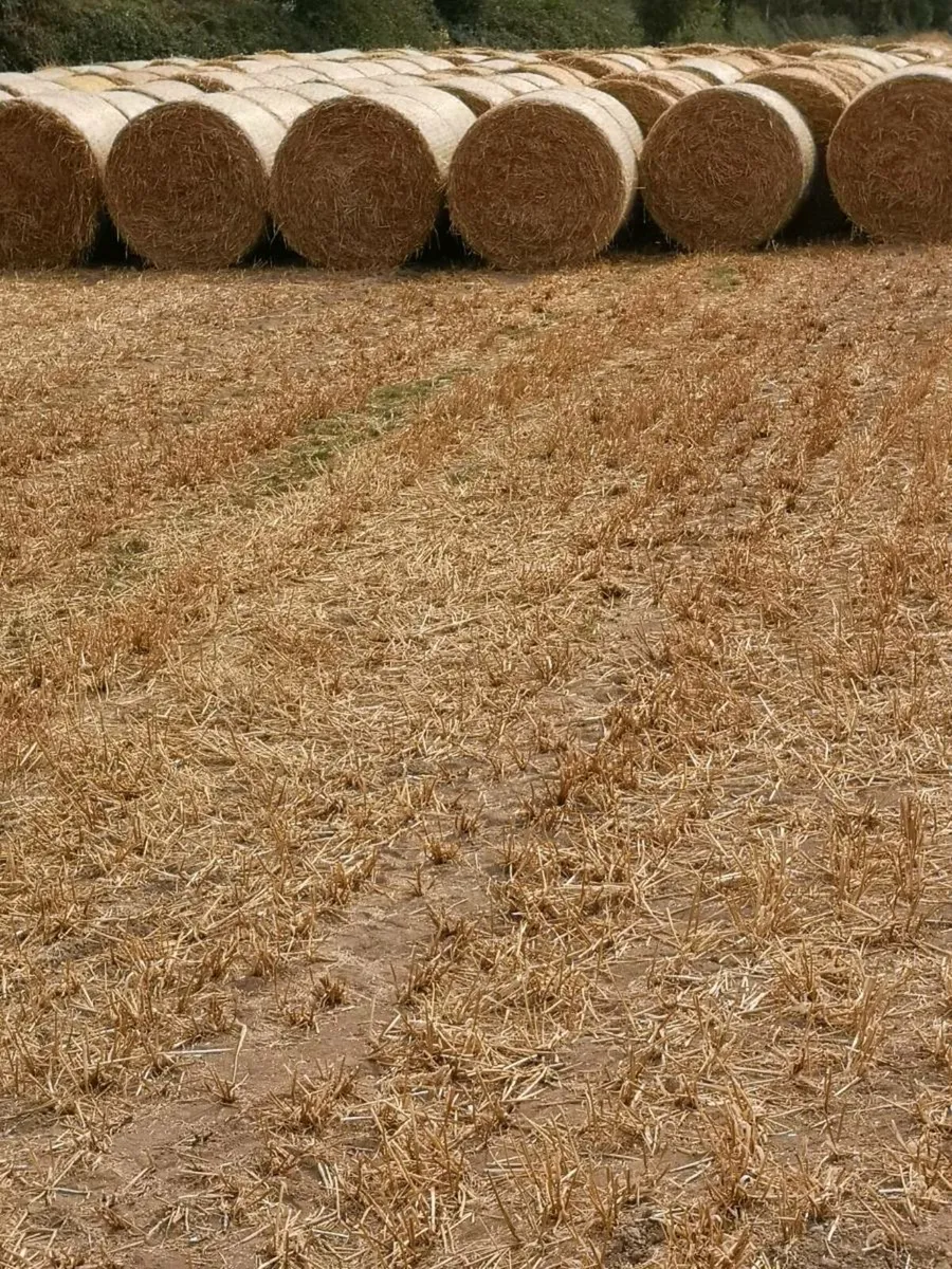 Spring Barley Straw
