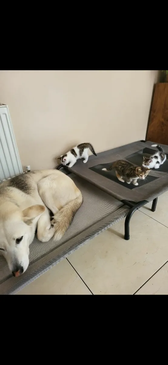 Kittens - Image 2
