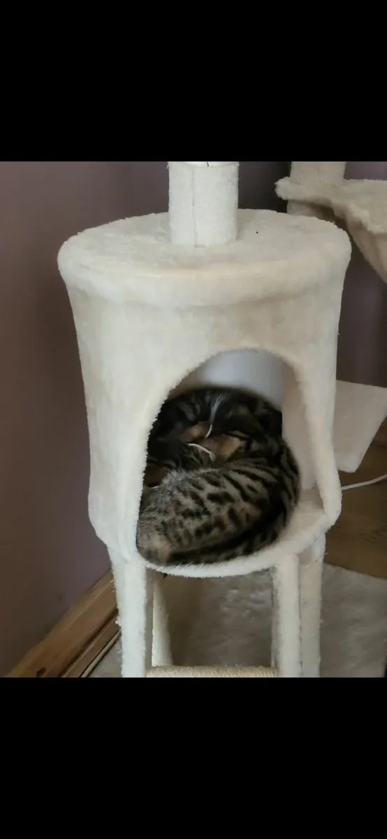Kittens - Image 3