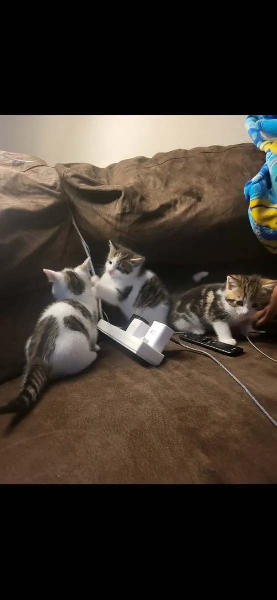 Kittens - Image 4