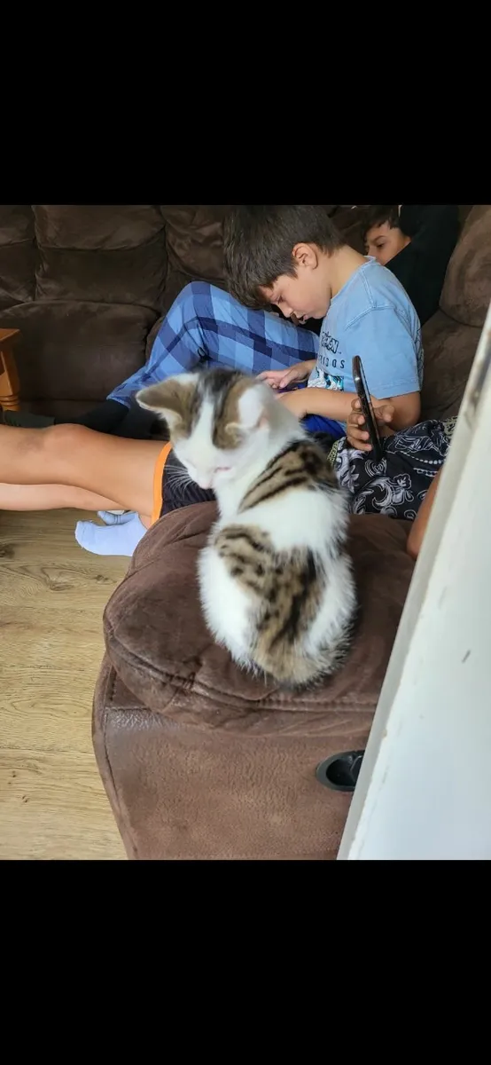 Kittens - Image 4