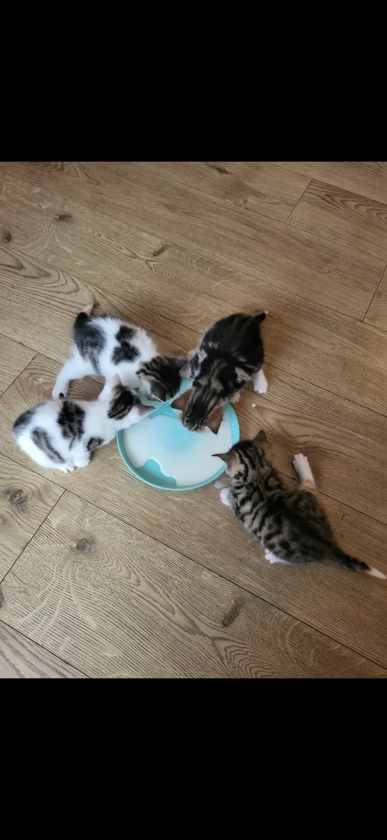 Kittens - Image 1