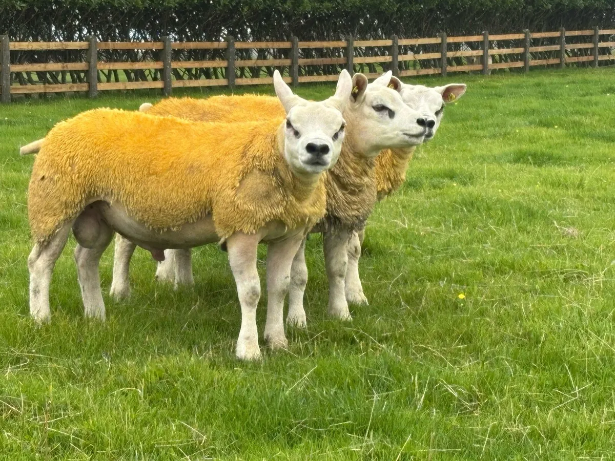 Pedigree Texel Ram Lambs SIS Eligible - Image 1