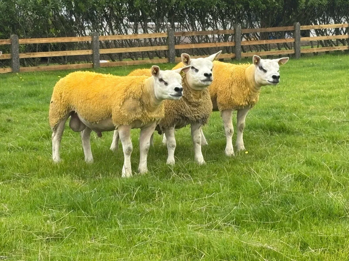 Pedigree Texel Ram Lambs SIS Eligible - Image 2