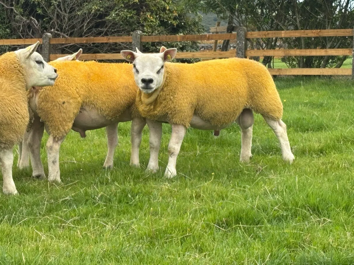 Pedigree Texel Ram Lambs SIS Eligible - Image 3