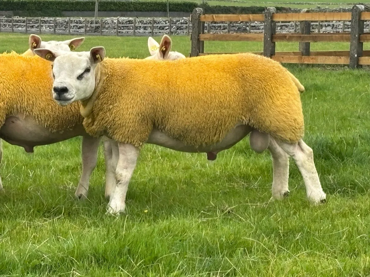 Pedigree Texel Ram Lambs SIS Eligible - Image 4