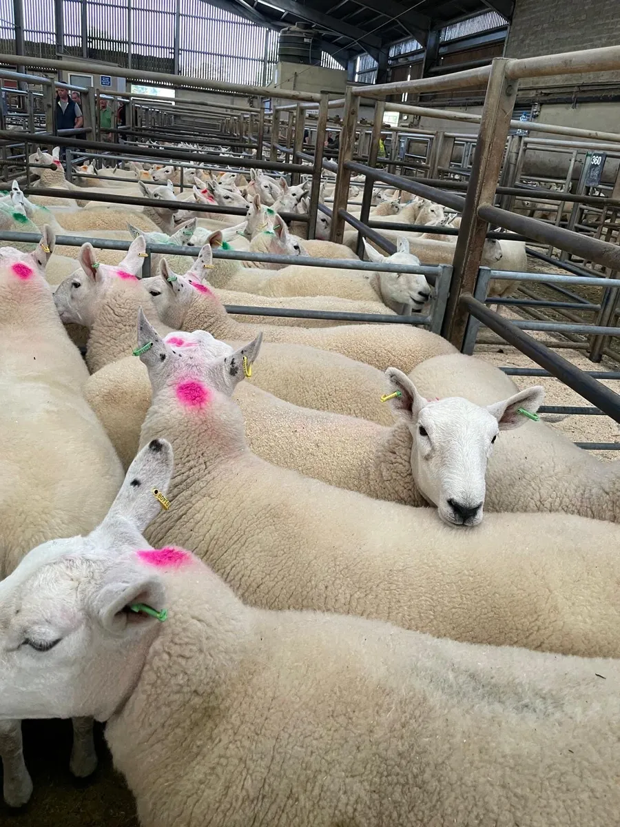 Suffolk Cheviot ewe lambs - Image 3