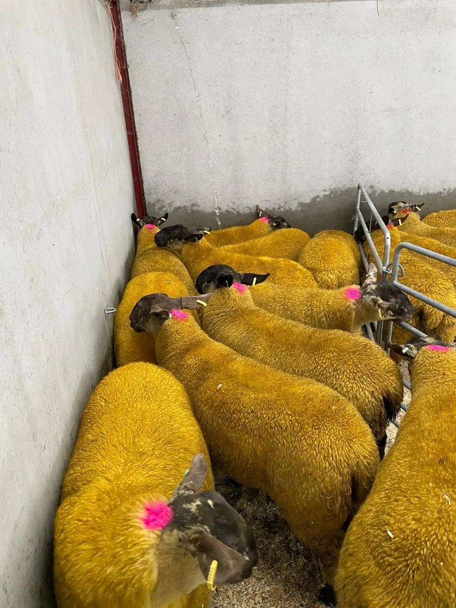 Suffolk Cheviot ewe lambs - Image 1
