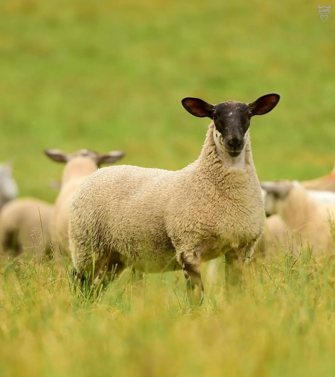 Suffolk Cheviot ewe lambs - Image 4