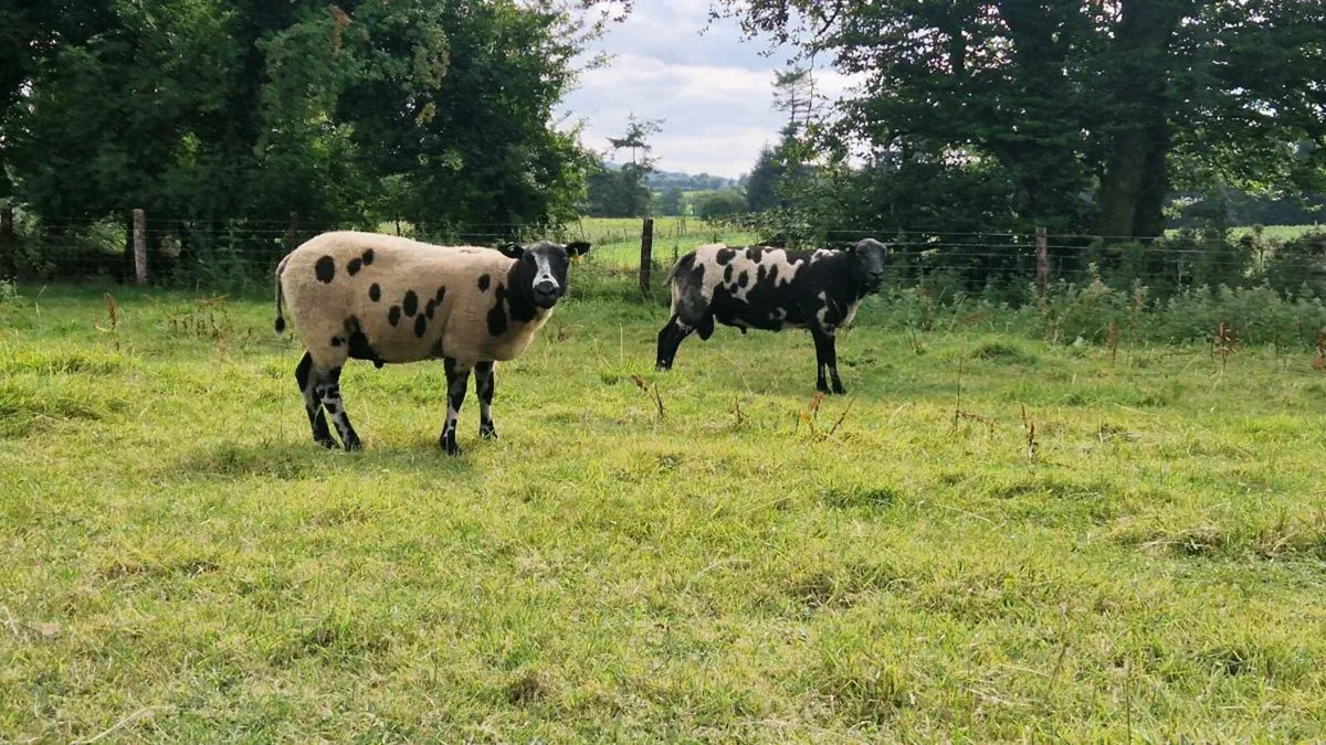 Organic Dutch Spotted Rams SIS - Image 1