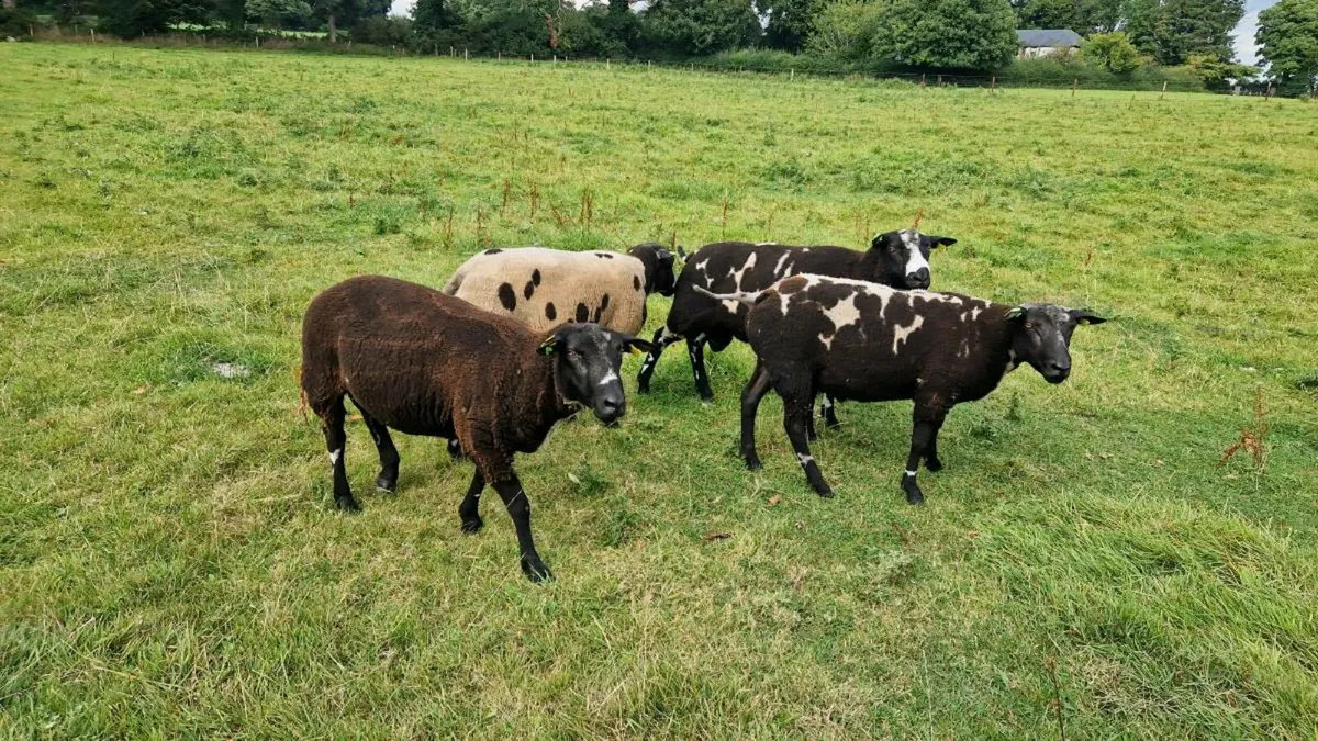 Organic Dutch Spotted Rams SIS - Image 2