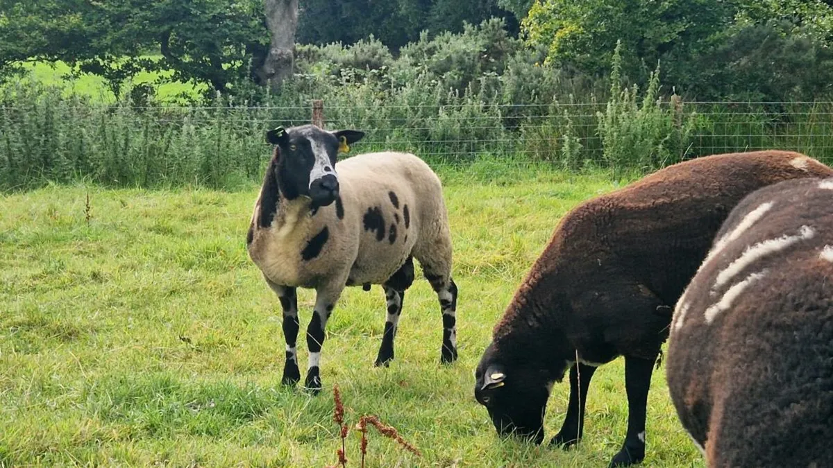 Organic Dutch Spotted Rams SIS - Image 3