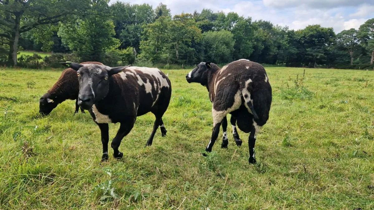Organic Dutch Spotted Rams SIS - Image 4
