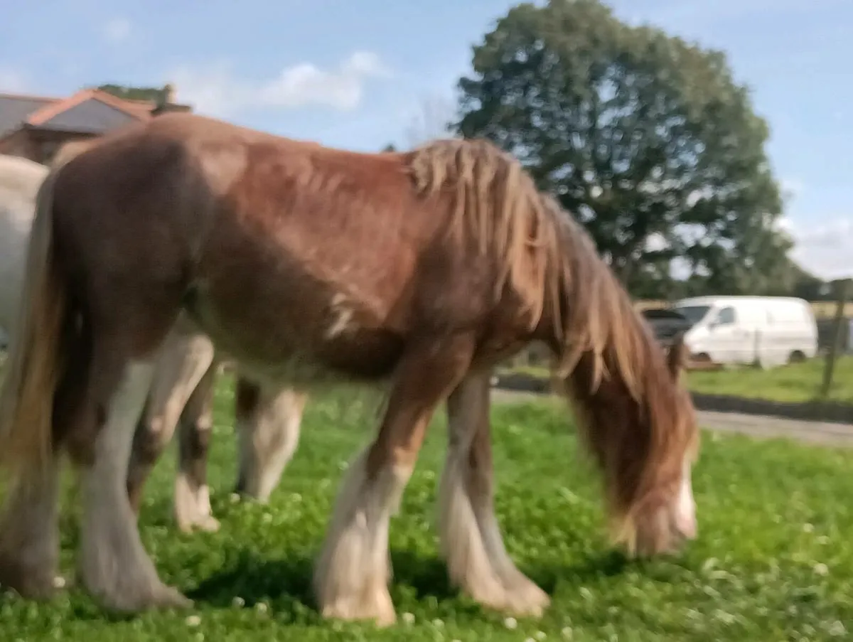 Yearling filly - Image 4