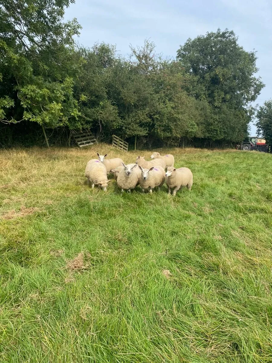 Ewe lambs - Image 1