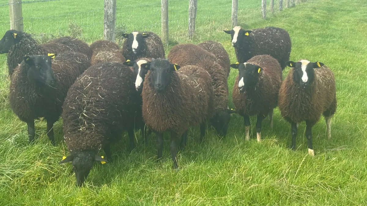 12 Zwartbles Ewe Lambs - Image 1