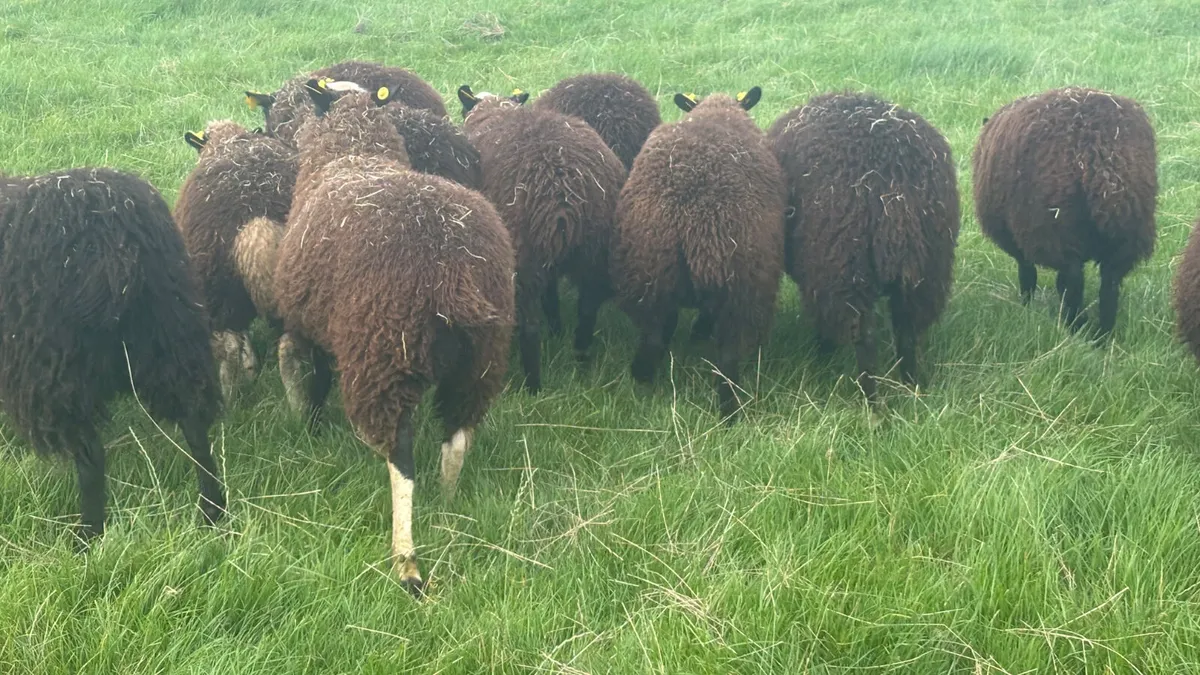 12 Zwartbles Ewe Lambs - Image 2
