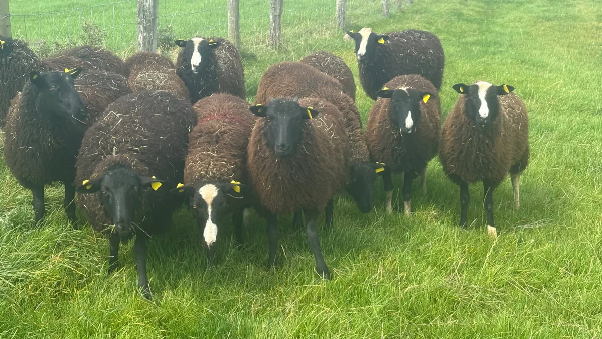12 Zwartbles Ewe Lambs - Image 4