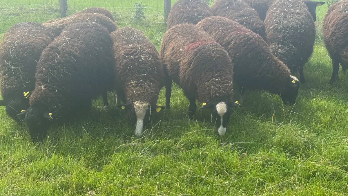 12 Zwartbles Ewe Lambs - Image 3