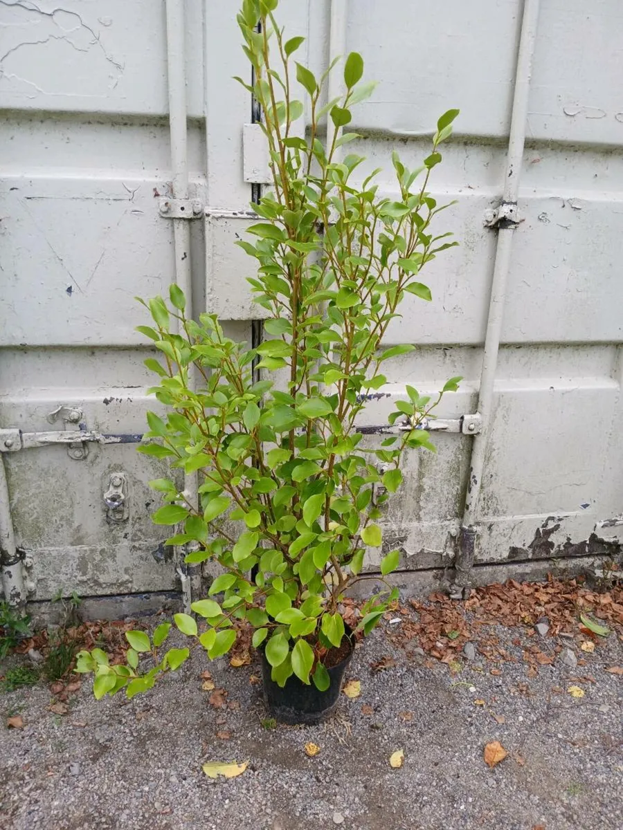 Laurel Griselinia hedging - Image 2