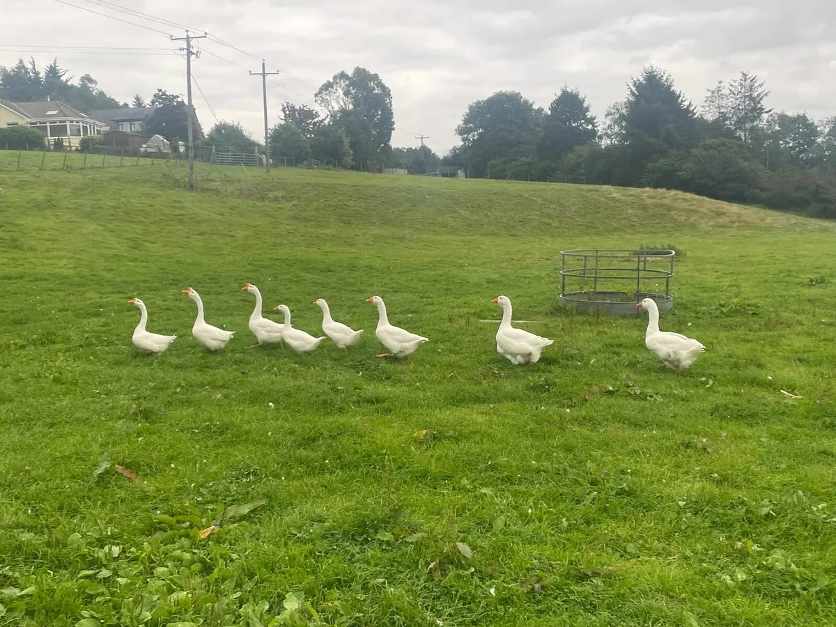 Geese for sale - Image 1