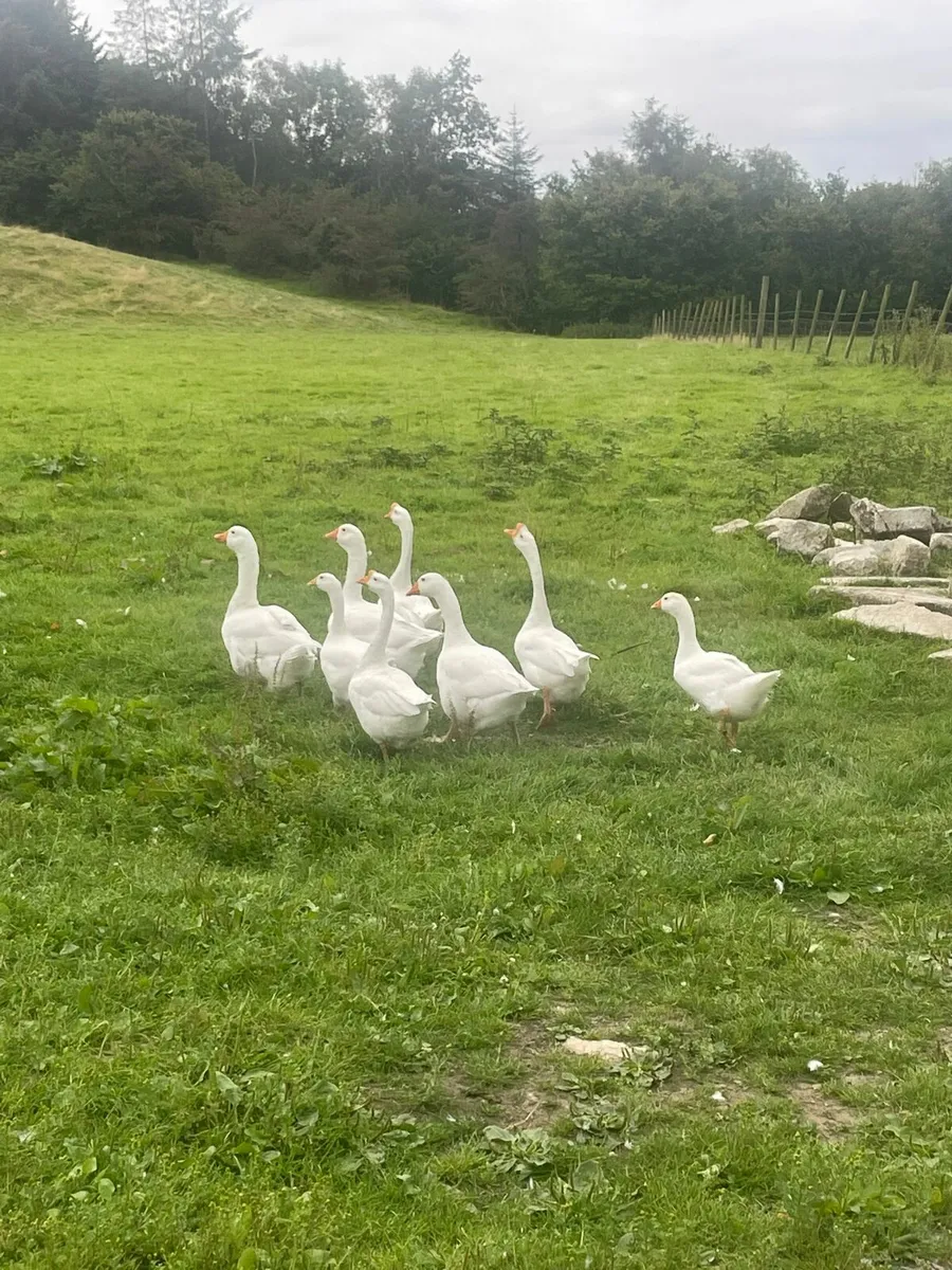Geese for sale - Image 3