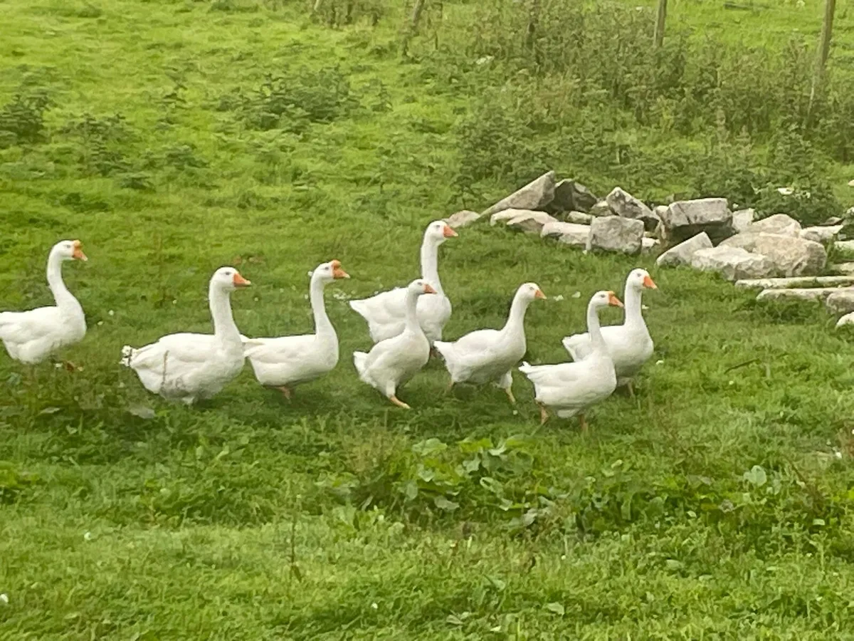 Geese for sale - Image 4