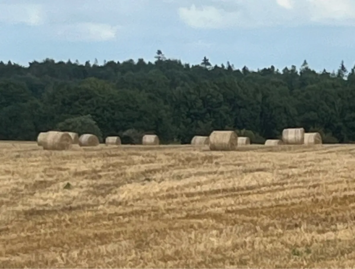 Barley straw - Image 2
