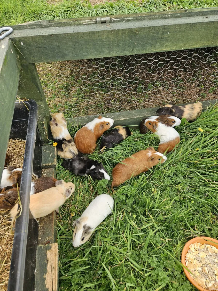 Guinea Pigs - Image 1