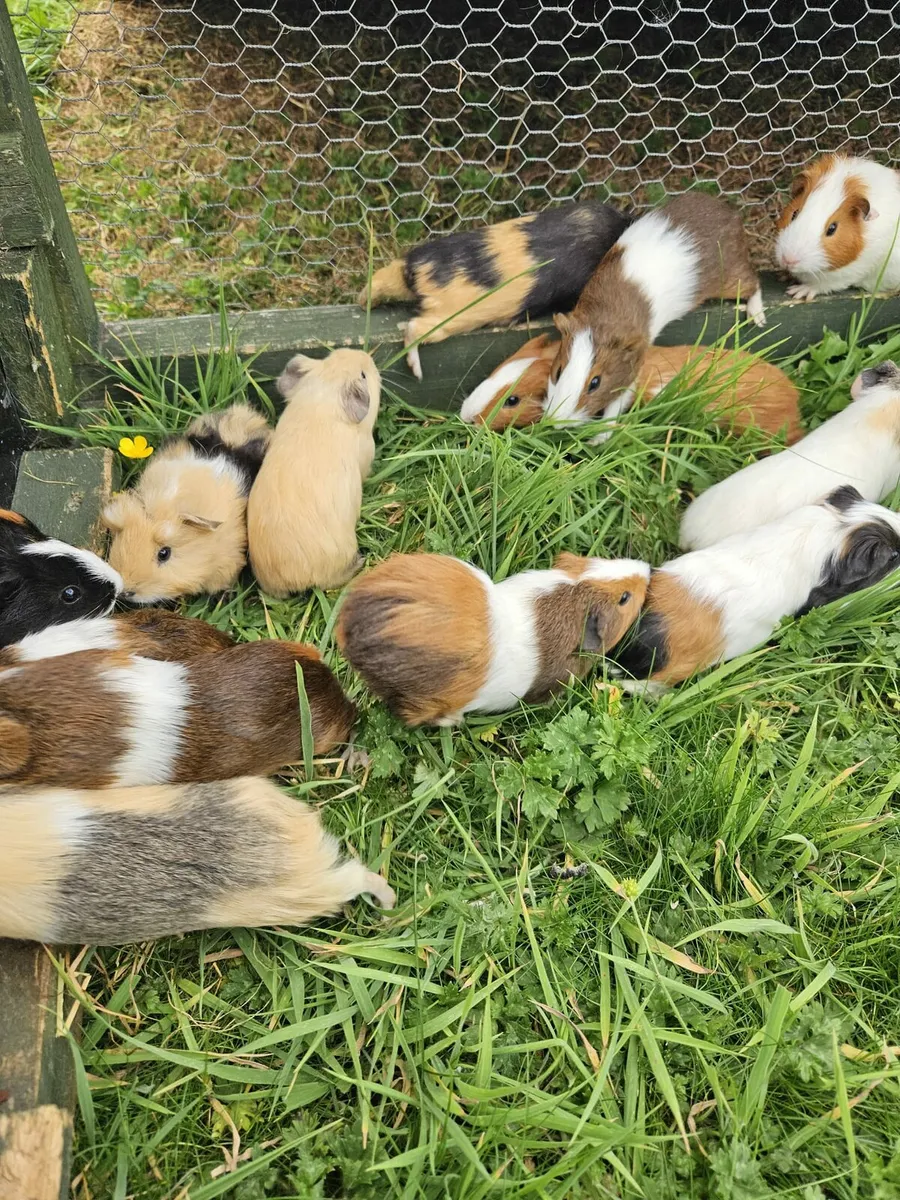Guinea Pigs - Image 2