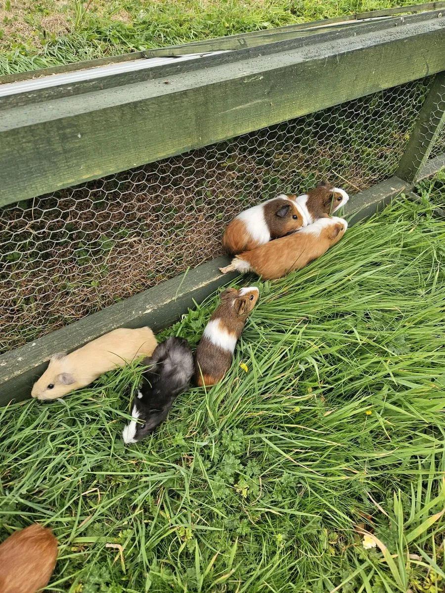 Guinea Pigs - Image 3