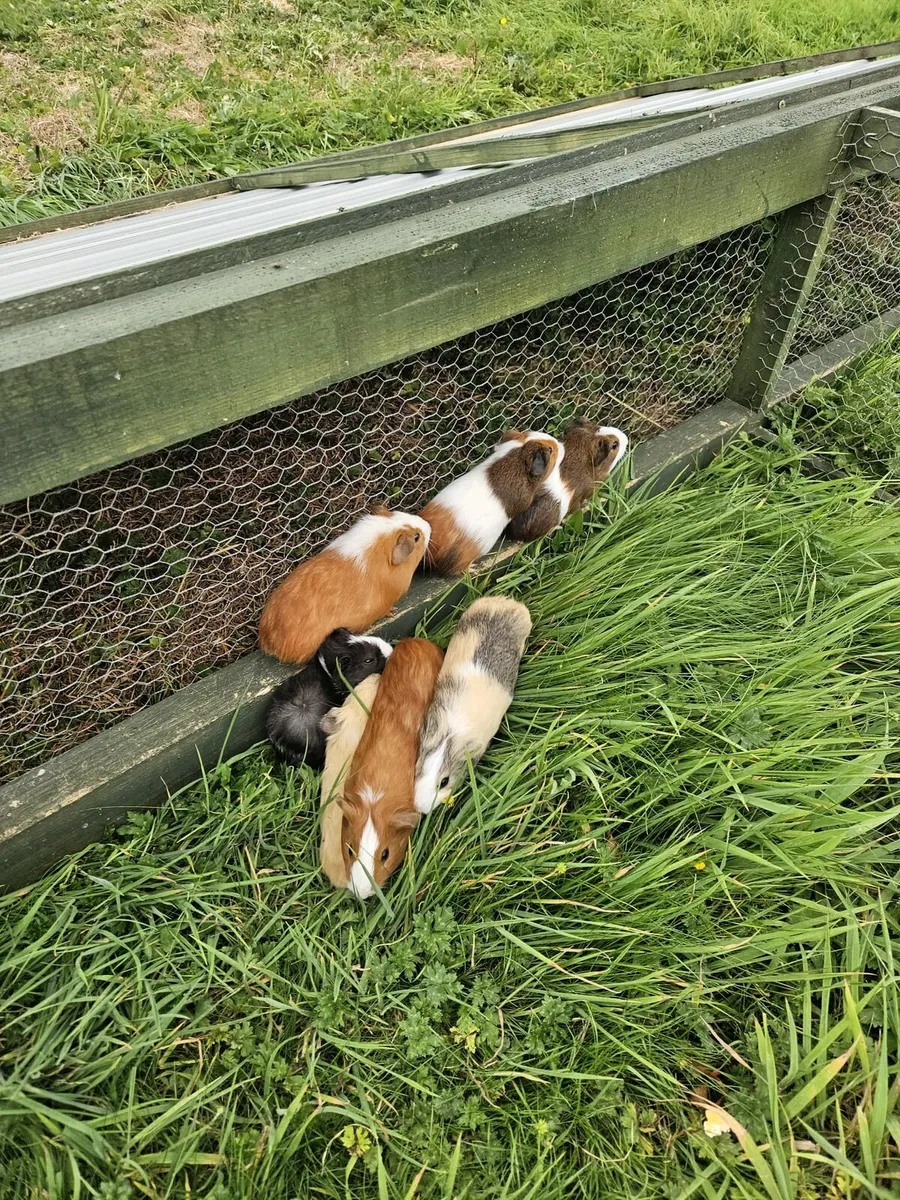 Guinea Pigs - Image 4