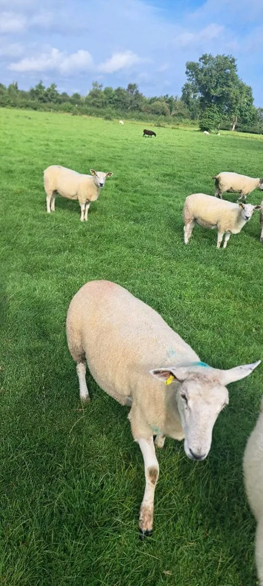 Hoggets - Image 2