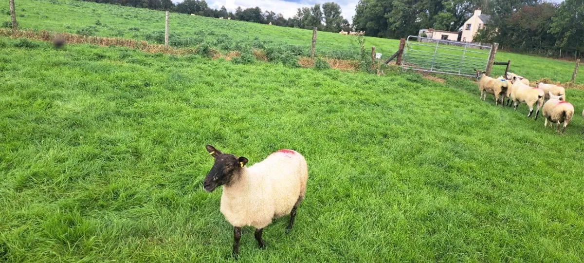 Hoggets - Image 1
