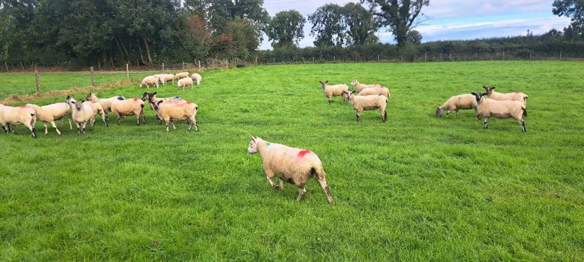 Hoggets - Image 3