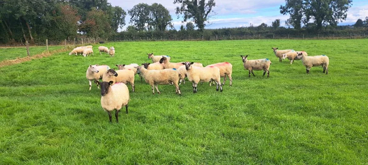 Hoggets - Image 4