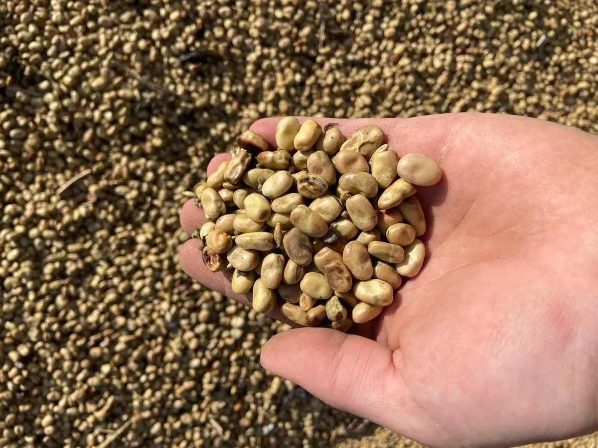 Second Year Conversion Barley, Beans - Image 1