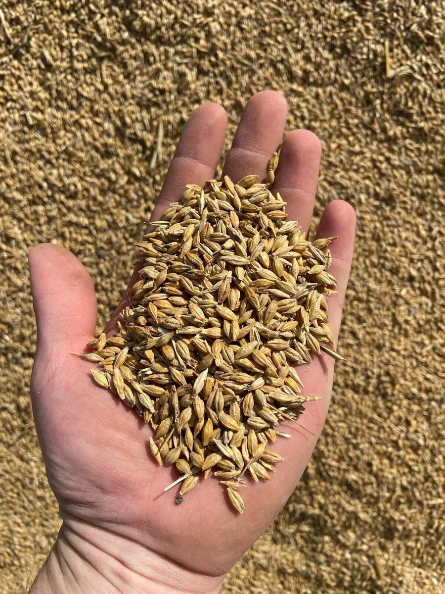 Second Year Conversion Barley, Beans - Image 2