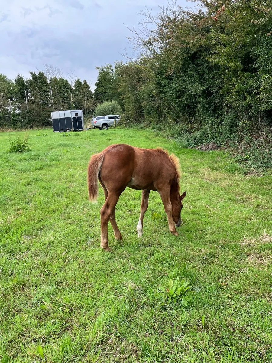 Draught Filly Foal - Image 2
