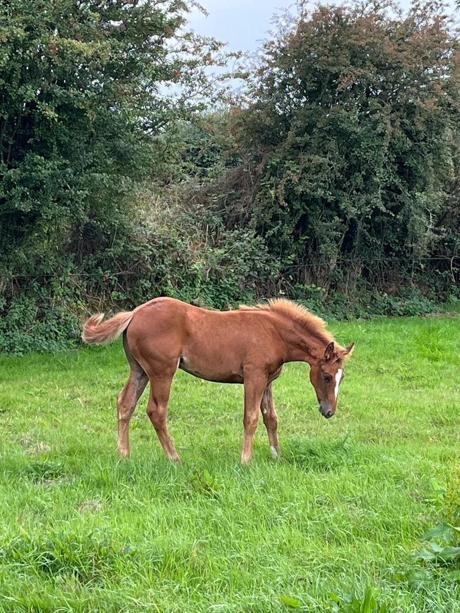 Draught Filly Foal - Image 1