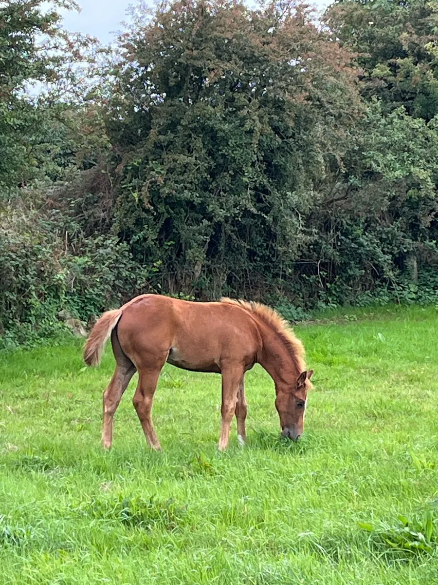 Draught Filly Foal - Image 3