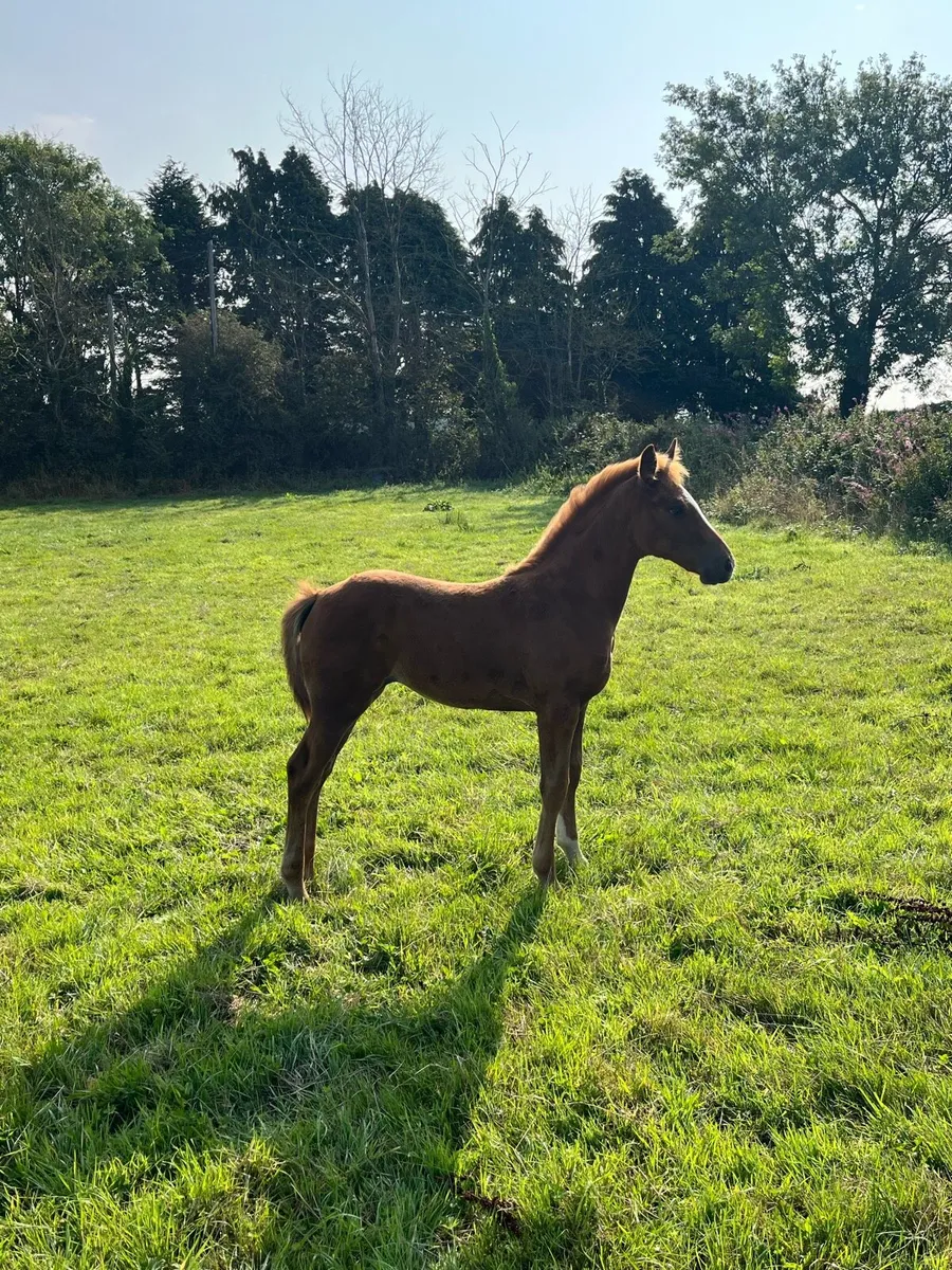 Draught Filly Foal - Image 4