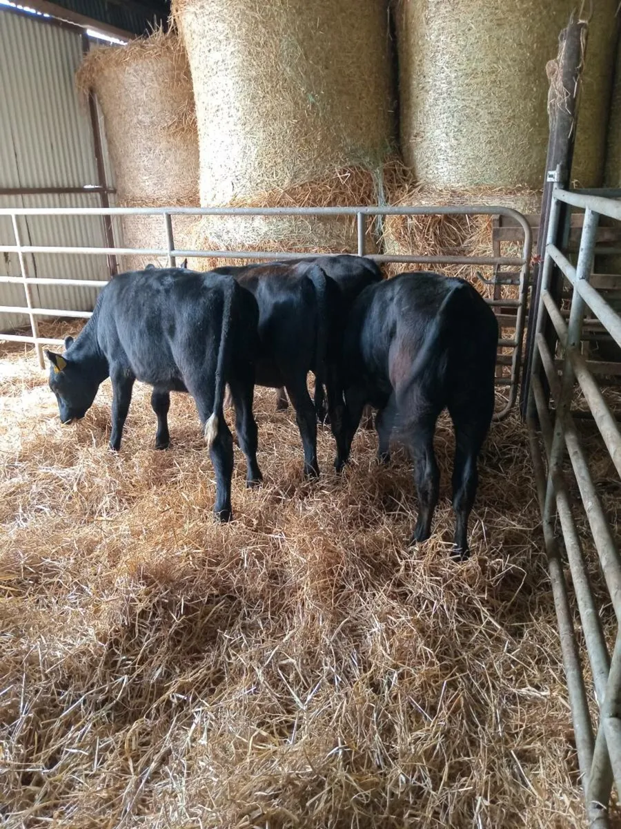4 heifer weanlings - Image 1