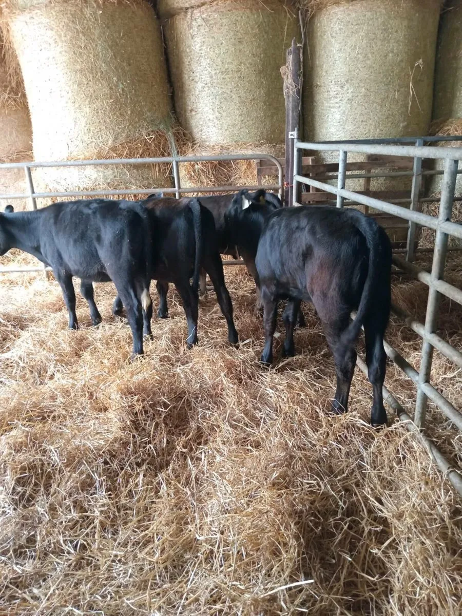 4 heifer weanlings - Image 2