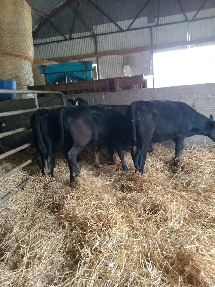 4 heifer weanlings - Image 3