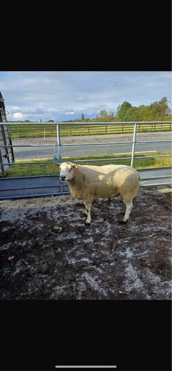 Pure bred registered belclare ram 2 YR old - Image 1