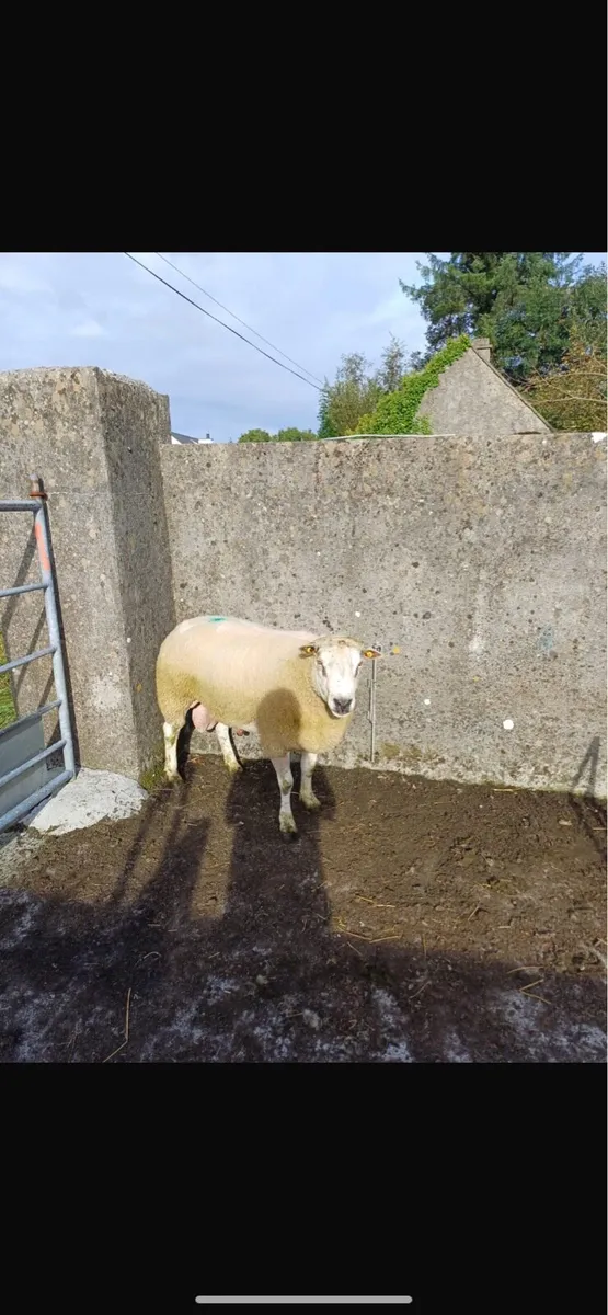 Pure bred registered belclare ram 2 YR old - Image 2