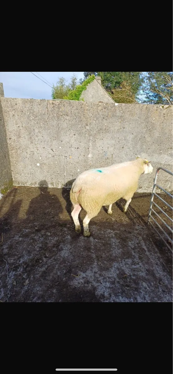 Pure bred registered belclare ram 2 YR old - Image 3