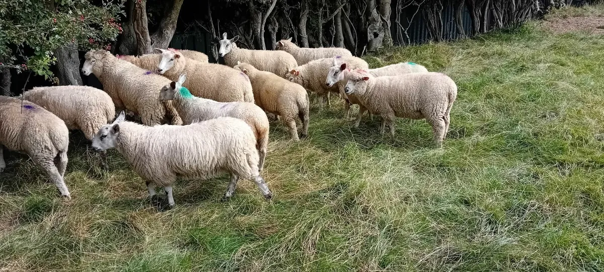 Ewe lambs - Image 2